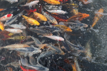  colorful Cyprinus carpio are swimming in the koi pound  design for Aisa gardening design style