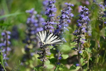 Scarce swallowtail butterfly close up on a flower