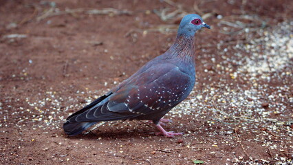 Speckled pigeon (Columba guinea) eating bird seed on the ground in a backyard in Pretoria, South Africa