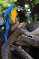 Close up head the Blue and yellow macaw parrot bird in garden