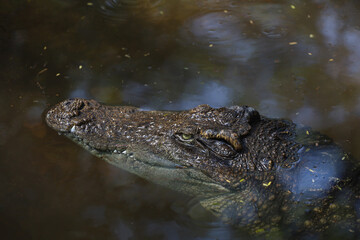 Close up head crocodile is show head in river