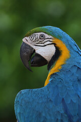 Close up head the Blue and yellow macaw parrot bird in garden