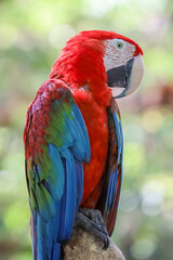 Close up head the red macaw parrot bird in garden