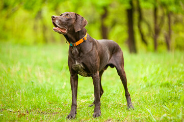 Hunting dog breeds forest, spring