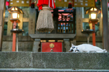 Fototapeta na wymiar Stray cats living in Fushimi Inari Taisha Shrine in Japan