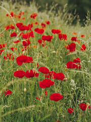 Naklejka na ściany i meble Blooming red poppies in the field. Unopened poppy bud. Field of poppies. Best remember gift