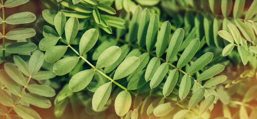 Fototapeta premium Background of dense thickets of bushes with leaves.