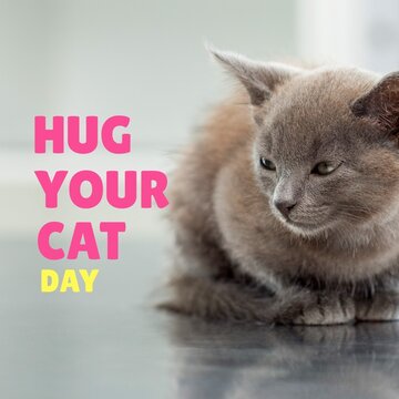 Composite image of hug your cat day text with gray cat looking away, copy space