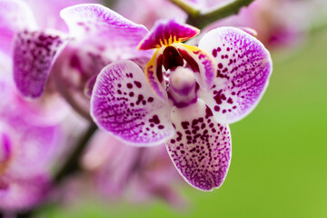 Fototapeta na wymiar A close up of Phalenopsis orchid on a green background
