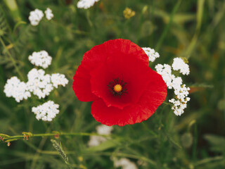 Obraz premium Blooming red poppies in the field. Unopened poppy bud. Field of poppies. Best remember gift