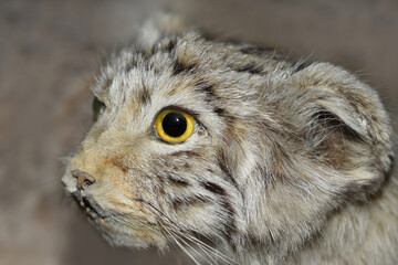 Pallas cat looking left close up