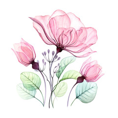 Transparent rose floral arrangement of big pink flowers, buds and eucalyptus leaves. Watercolor hand drawn illustration isolated on white for wedding stationery, card print, art poster - 506653598