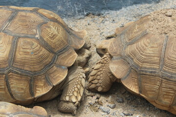 Two Yellow Sulcata Tortoise Turttle or African Spurred Tortoises, in a cage in Jatim Park, Malang, East Java Province.