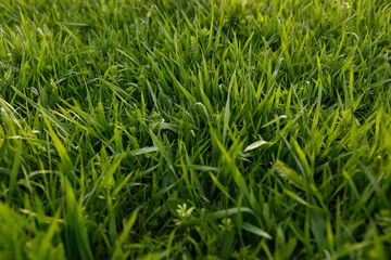 Green lawn with fresh grass outdoors, closeup