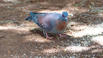 Speckled pigeon (Columba guinea) eating bird seed on the ground in a backyard in Pretoria, South Africa