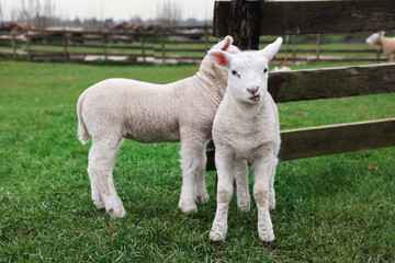 Obraz premium Cute lambs near wooden fence on green field