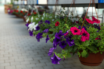 Hanging pots with beautiful blooming petunias in garden center. Space for text