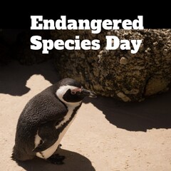 Digital composite image of endangered species day text and penguin standing on sandy beach