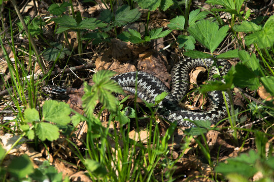 Żmija zygzakowata (Vipera berus)