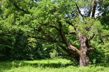 Sehr alte Eiche