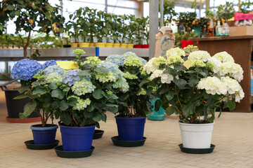 Beautiful potted blooming hortensia plants in garden center