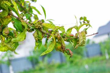 tree leaf disease, twisted peach tree leaves.