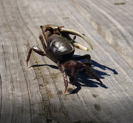 Fiddler on the dock.