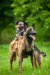 
german and belgian shepherd dog spring park 