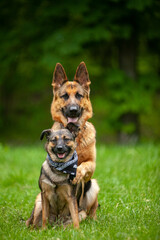 
german and belgian shepherd dog spring park 
