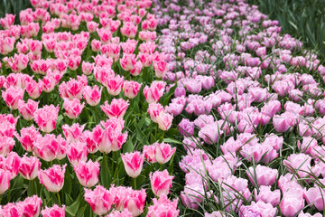 Many beautiful tulip flowers growing outdoors. Spring season
