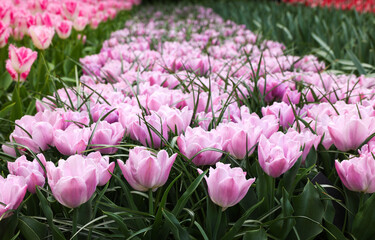 Obraz premium Beautiful tulip flowers growing outdoors, closeup. Spring season