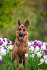 
german shepherd spring park flowers
