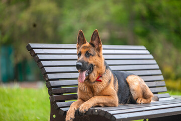 
german shepherd spring park flowers