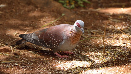 Speckled pigeon (Columba guinea) eating bird seed on the ground in a backyard in Pretoria, South Africa