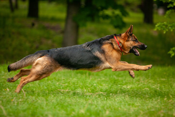 
german shepherd spring park flowers