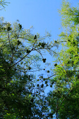 Arboles, Cielo, Nature, Azul, Paisaje, Fondo, Verano, Primavera, Bosque 