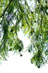 Arboles, Cielo, Nature, Azul, Paisaje, Fondo, Verano, Primavera, Bosque 