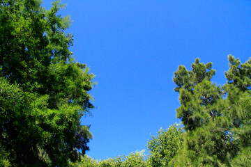 Arboles, Cielo, Nature, Azul, Paisaje, Fondo, Verano, Primavera, Bosque 