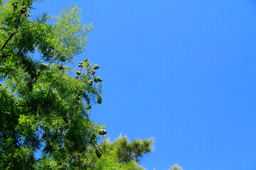Arboles, Cielo, Nature, Azul, Paisaje, Fondo, Verano, Primavera, Bosque 