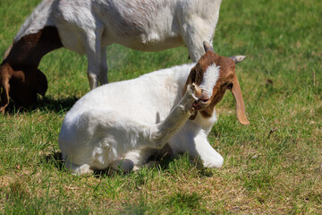 Goats and rams in the zoo on a summer day