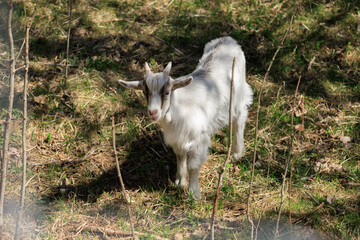 Goats and rams in the zoo on a summer day