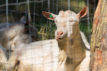 Goats and rams in the zoo on a summer day