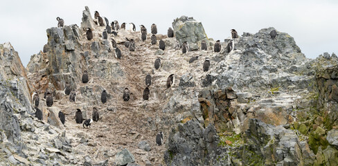 Zügelpinguin (PYGOSCEUS ANTARTICA) Kolonie auf Half Moon Island auf den Süd-Shettland-Inseln vor der Antarktis - obrazy, fototapety, plakaty