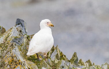 Weissgesicht-Scheidenschnabel (Chionis albus) auf Half Moon Island, Antarktis
