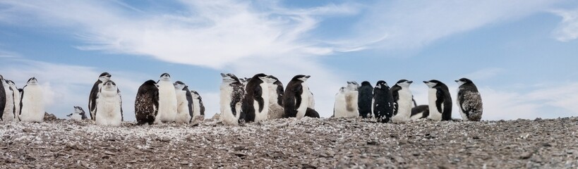 Zügelpinguin Kolonie  (pygoscelis antartica) – Antarktis Deception Island