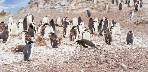 Z&uuml;gelpinguin (PYGOSCEUS ANTARTICA) Kolonie auf Half Moon Island auf den S&uuml;d-Shettland-Inseln vor der Antarktis