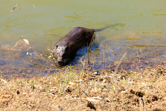 Nutria on the shore and in the water on a summer day
