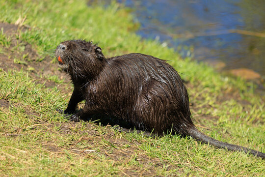 Nutria on the shore and in the water on a summer day