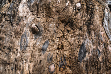 Natural organic wood texture, background