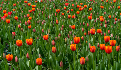 Field of beautiful red tulips flowers blooming in spring garden, outdoors.